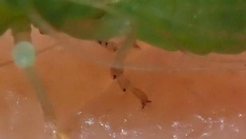 Cacopsylla sp.